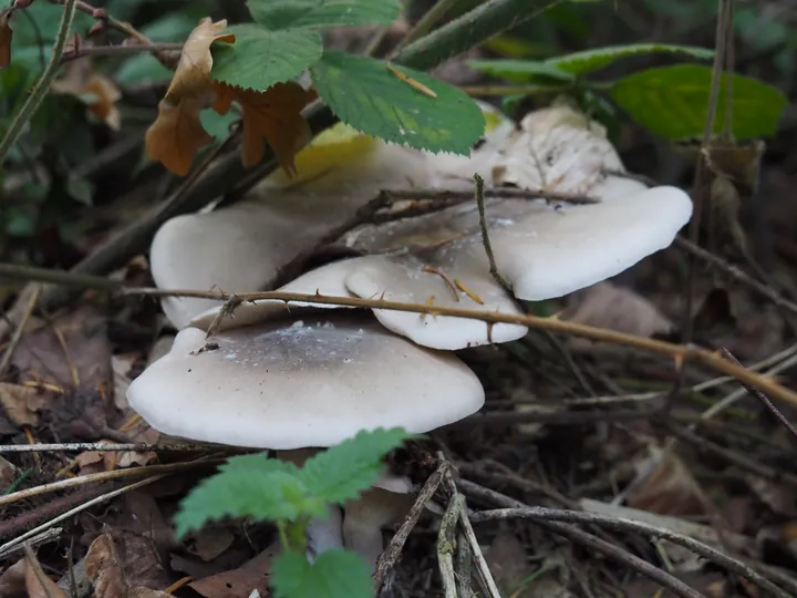 Vagevuurbos en Lippensgoed-Bulskampveld (België)